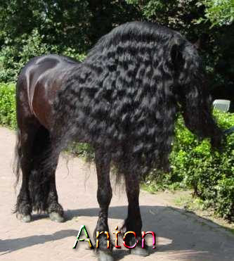 Anton_343_TN4-BU.jpg